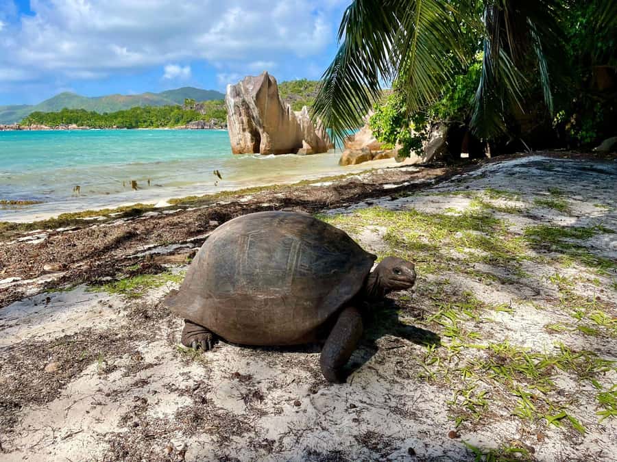 Curieuse and St. Pierre Islands Day Trip with BBQ Lunch - Key points to know before booking