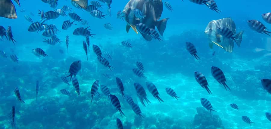 Eden Island: Semi-Submarine Tour in St. Anne Marine Park - Booking tips for a smoother hour