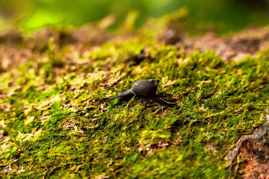 From Mahe: Guided Nature Trail Walk to Morne Blanc - Pitcher plants, fruit trees, and seasonal surprises