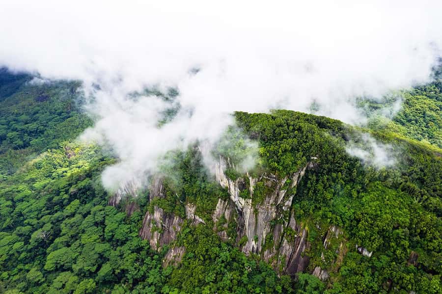 From Mahe: Guided Nature Trail Walk to Morne Blanc - From cinnamon trees into Morne Blanc’s mist forest