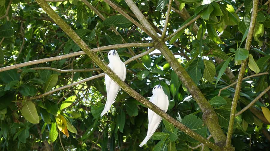 From Praslin: Cousin, Curieuse & St Pierre Islands Day Tour - Cousin Nature Reserve and its rare birds