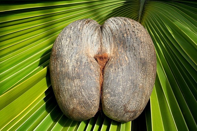 Full Day Discovery Tour of Vallee de Mai and Anse Lazio on Praslin Island - What the guide adds inside the reserve