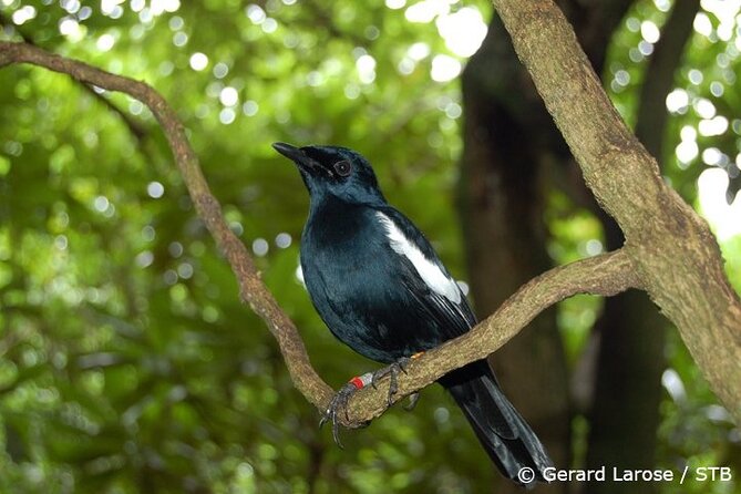 Full Day Excursion of Cousin, Curieuse and St Pierre Islands from Praslin Island - Cousin Island: the main wildlife highlight