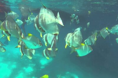 Full Day Reef Safari at St Anne Marine Park Seychelles