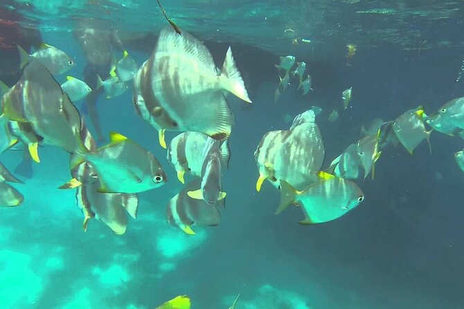 Full Day Reef Safari at St Anne Marine Park Seychelles - Seeing St. Anne Marine Park from above and below the water