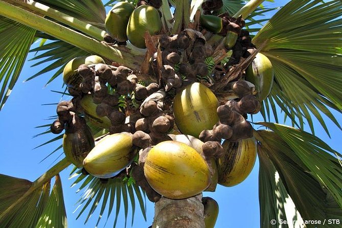 Half Day Discovery Tour of Vallee de Mai on Praslin Island - Walking through the primeval forest