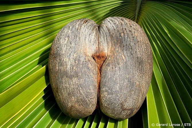 Half Day Discovery Tour of Vallee de Mai on Praslin Island - The 8:30 am pickup from Anse Volbert