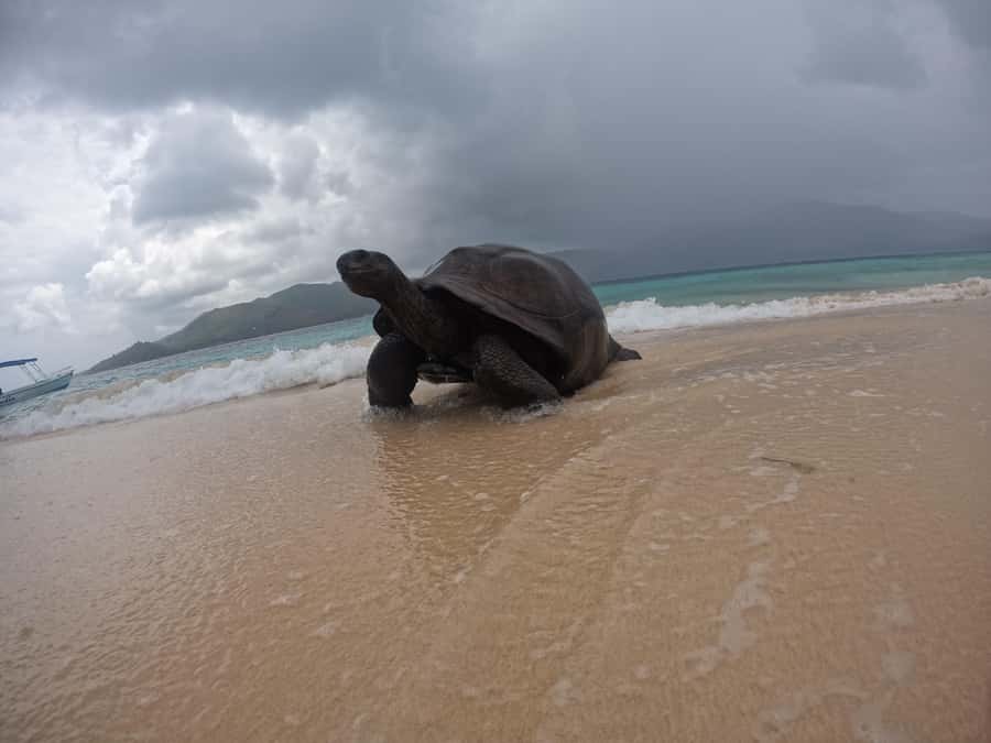 Island Adventure Cousin, Curieuse & St Pierre with BBQ Bliss - Why this three-island day works