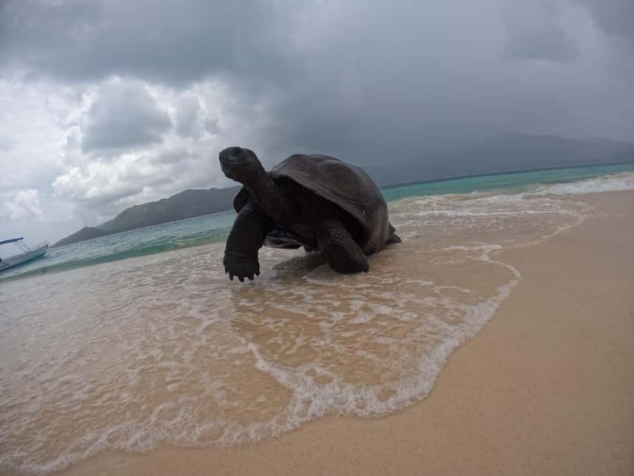 Island Adventure Cousin, Curieuse & St Pierre with BBQ Bliss - Curieuse, tortoises and Doctor’s House