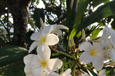 LGBTQIA, we look forward to seeing you | Island tour | Mahé | Seychelles