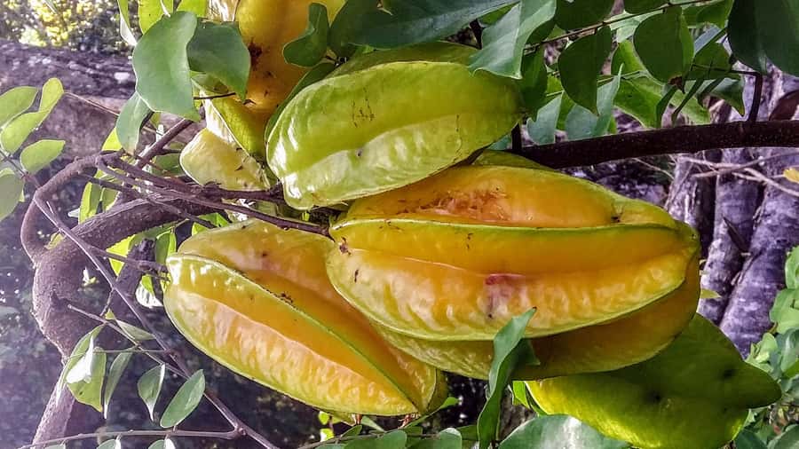 Mahé: Customizable Private Tour of Island with Driver - Gardens, craft stops, and local flavor