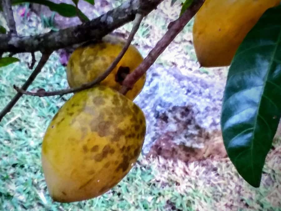 Mahé: Customizable Private Tour of Island with Driver - Who will get the most from this Mahé tour