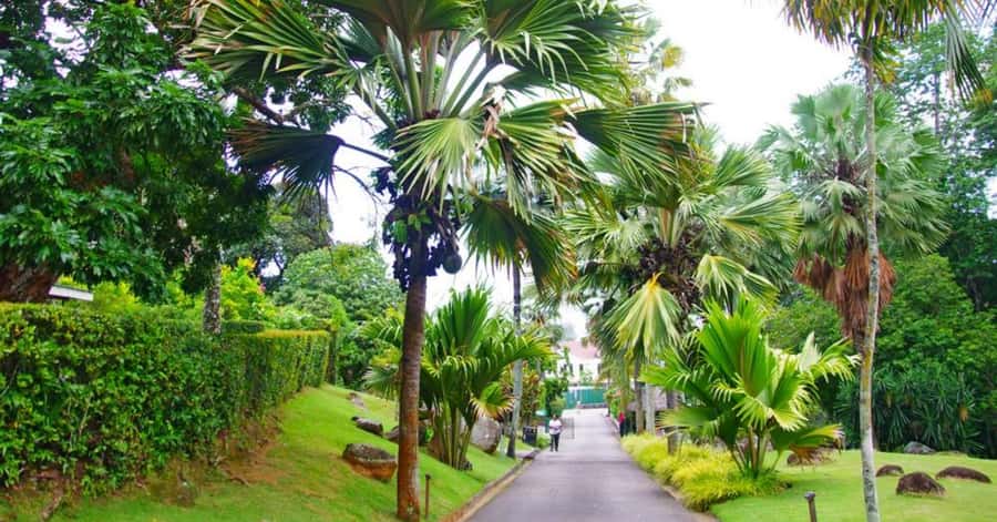 Mahé: Private Customizable Full-Day Tour with Hotel Pickup - The Botanical Gardens and Seychelles plant life