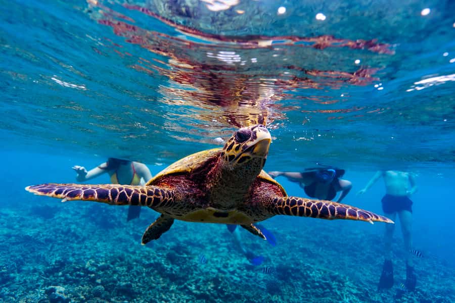Mahé: Saint-Anne Marine Park and Moyenne Island Cruise - The second reef stop and the scenic return