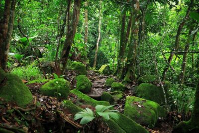 Nature trail – Morne Blanc (Mahe)