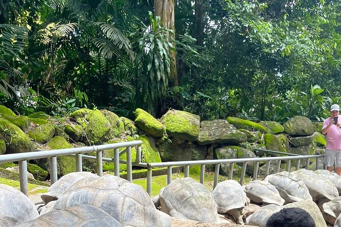 Omnibus service in Seychelles - Key points at a glance