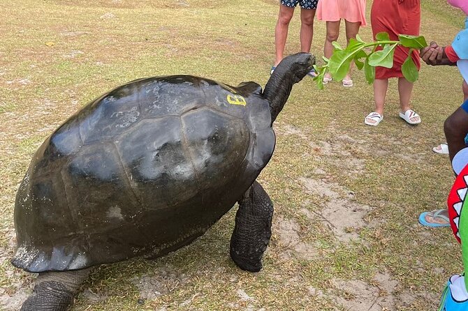 Omnibus service in Seychelles - Handling delays, wrong addresses, and arrival stress