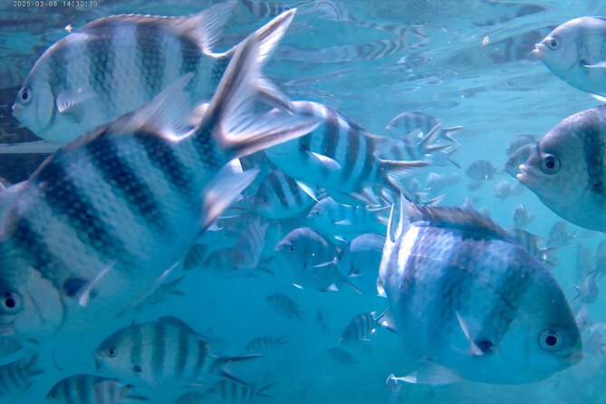 Praslin Curieuse, St Pierre &AnseLafarine fullday trip CreoleBBQ - Anse Lafarine adds a second chance to snorkel