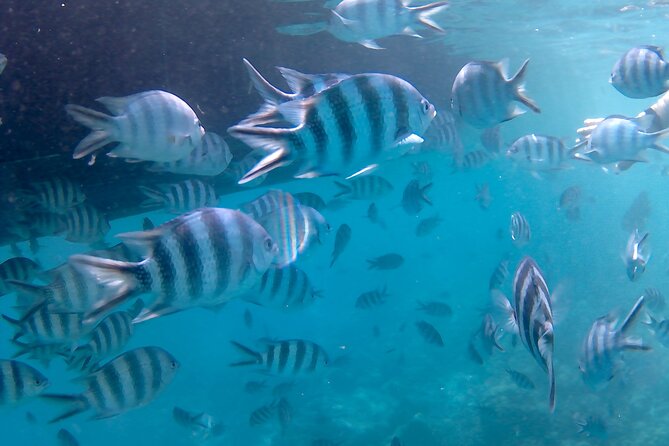 Praslin Curieuse, St Pierre &AnseLafarine fullday trip CreoleBBQ - What the $90.71 price really covers