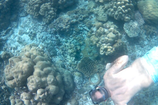 Praslin Curieuse, St Pierre &AnseLafarine fullday trip CreoleBBQ - Who will get the most from this day