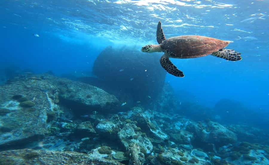 Praslin: Curieuse & St-Pierre Boat Adventure with Snorkeling - Who will enjoy this Curieuse and St. Pierre combination