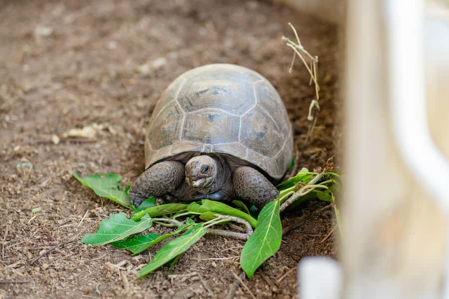 Praslin: Curieuse & St. Pierre Full-Day Boat Trip with Lunch - Meeting Curieuse’s giant tortoises