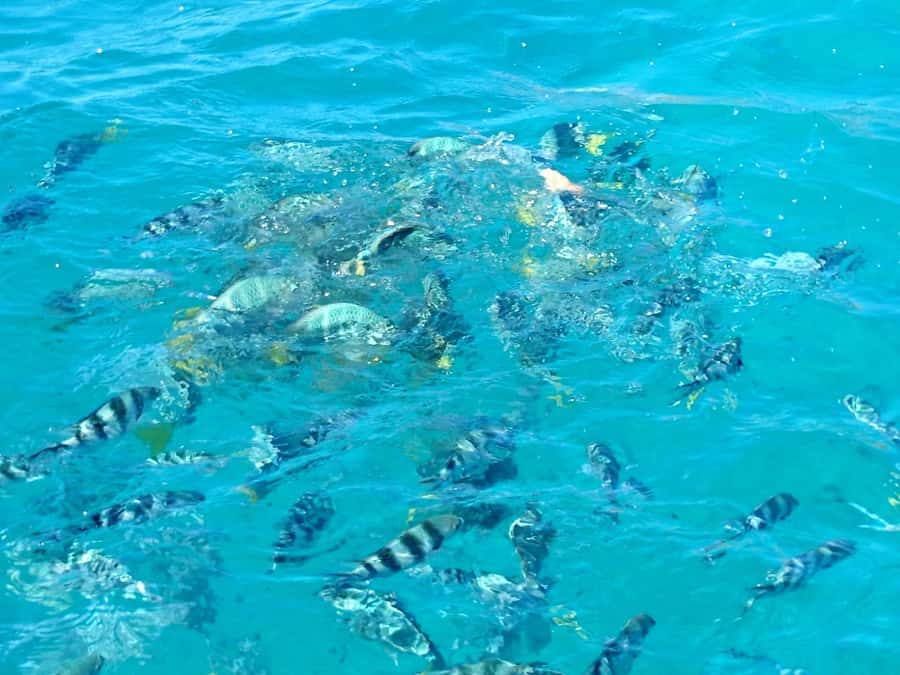 Praslin: Curieuse & St Pierre Island Day Trip with Barbecue - Is $88 a fair price?