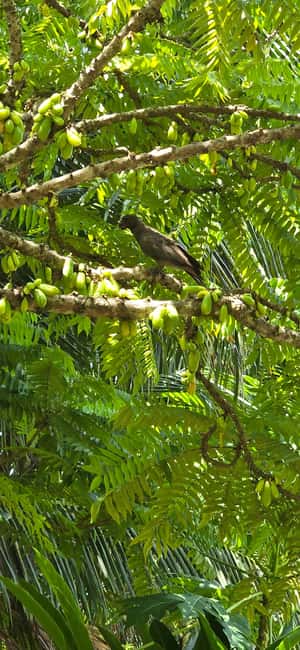 Praslin:Private Tour ValleDeMai,CoteD'orMuseum & AnseLazio - Key points to know before booking