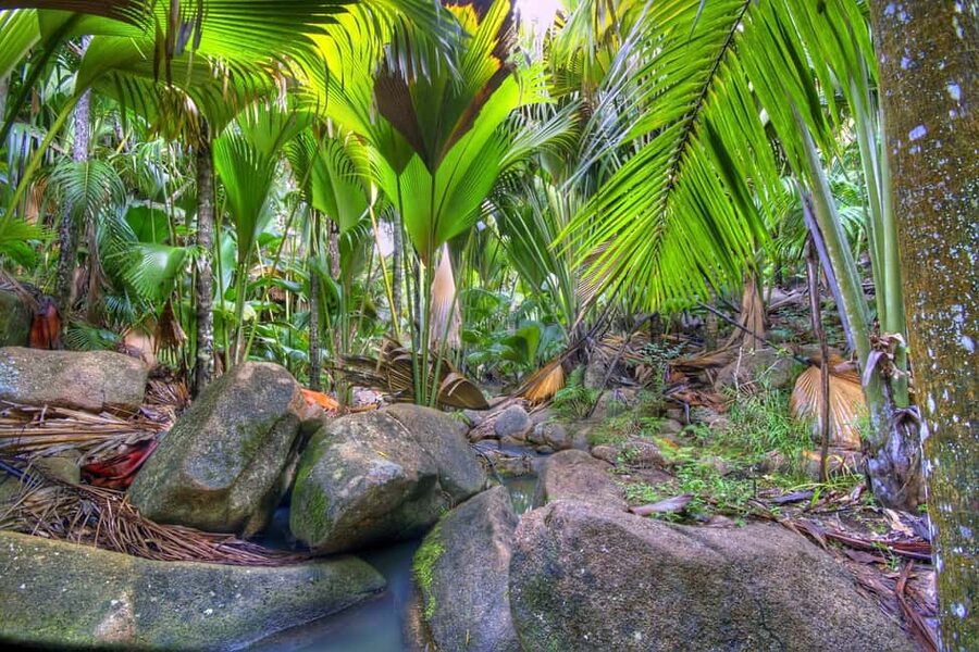 Praslin : Tour (Shared) - The short walk down to Anse Lazio