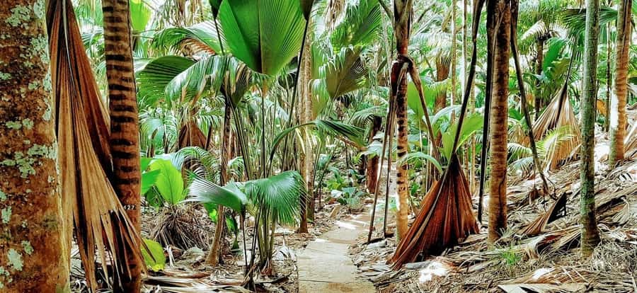 Praslin: Vallée de Mai and Anse Lazio Beach Full-day Tour - Key points to know before booking