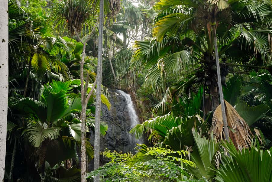 Praslin: Vallée de Mai and Anse Lazio Beach Full-day Tour - Who will get the most from this tour?