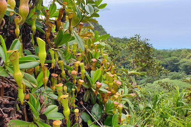 Private Nature Tours & Trail 1 to 5 persons - Morne Blanc and the mountain side of Mahé