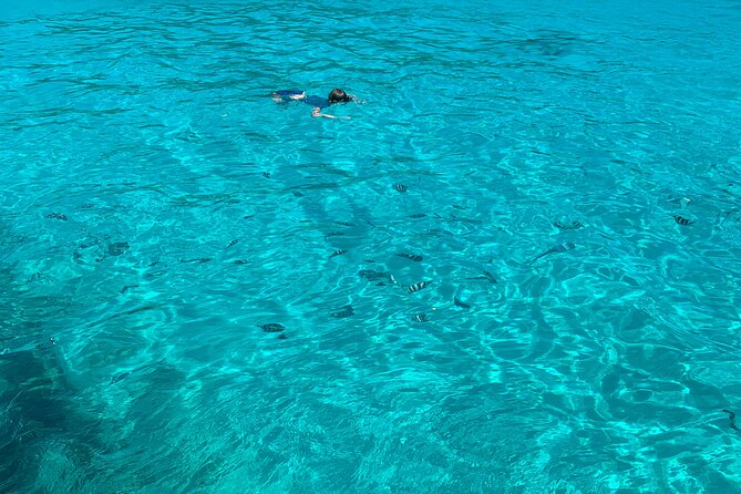 Reef Safari - Snorkeling, Fish Feeding & Lunch (Shared Day Trip) - What this Mahé boat trip really offers