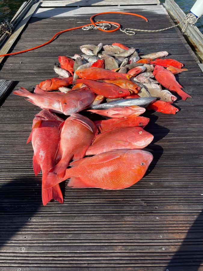 Seychelles: Guided Fishing Trip with Pickup and Equipment - Who will enjoy this most?
