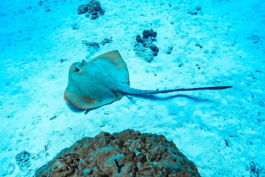 Sister, Coco, and Felicite Island: Seychelles Catamaran Tour - Snorkeling, swimming, and time in the water
