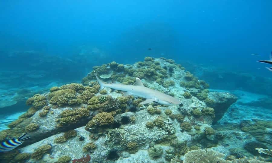 Snorkeling St-Pierre Marine Park and Anse Petite Cour - Drinks, chips, and what you still need to bring
