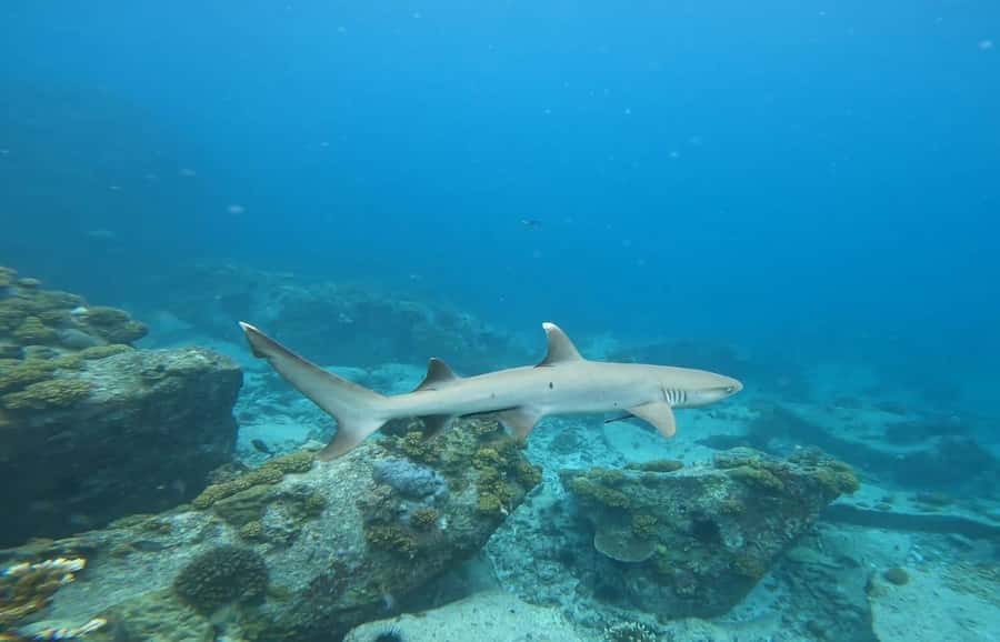 Snorkeling St-Pierre Marine Park and Anse Petite Cour - Should you book Snorkeling St-Pierre Marine Park and Anse Petite Cour?