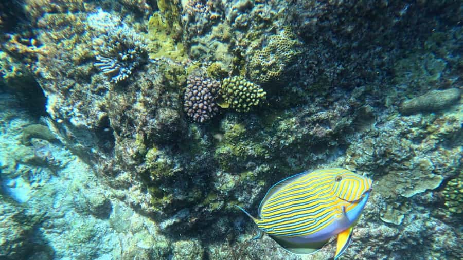 Snorkeling St-Pierre Marine Park and Anse Petite Cour - One hour in the water at St-Pierre