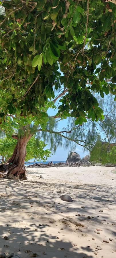 Tour Mahe Seychelles your way. Victoria national park beache - What Sabrina adds to the day