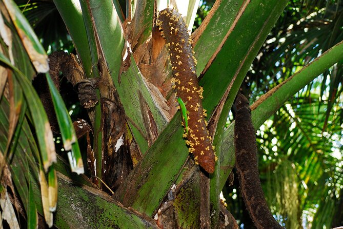 Vallee de Mai Tour (From Praslin) - What the 9:00 am start means