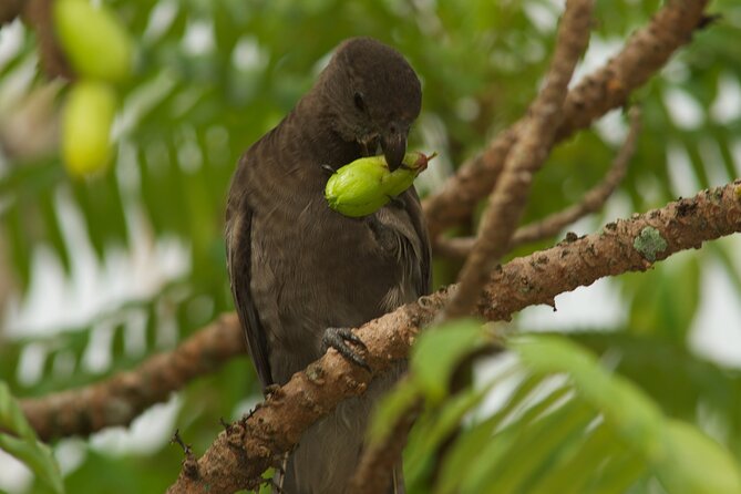 Vallee de Mai Tour (From Praslin) - Is $102.75 a fair price?